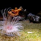 Seeanemone