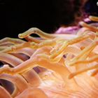 Seeanemone