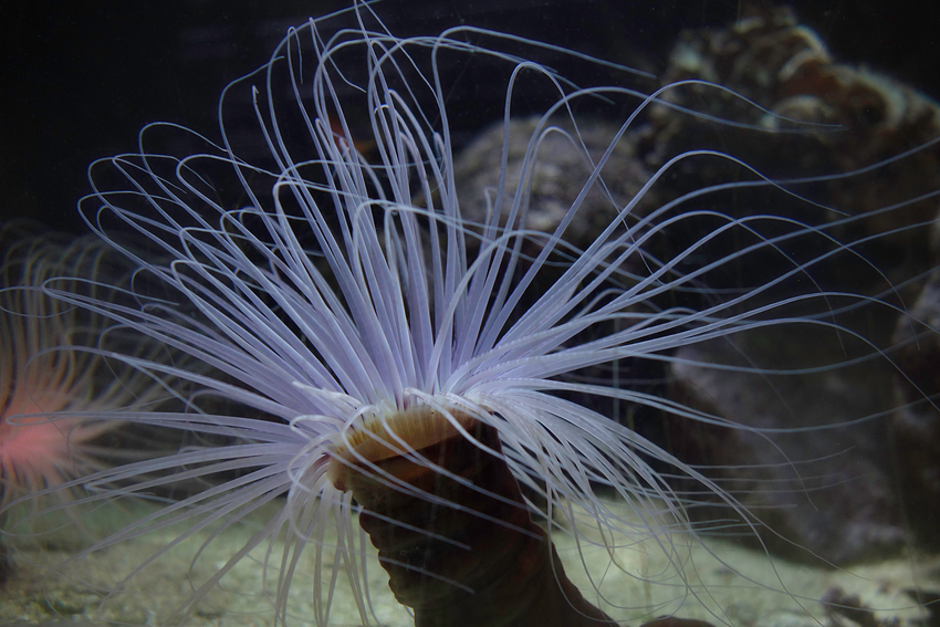 Seeanemone