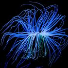 Seeanemone