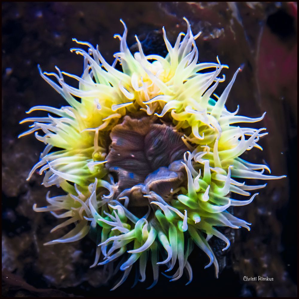 Seeanemone Foto & Bild tiere, zoo, wildpark & falknerei, zooquallen