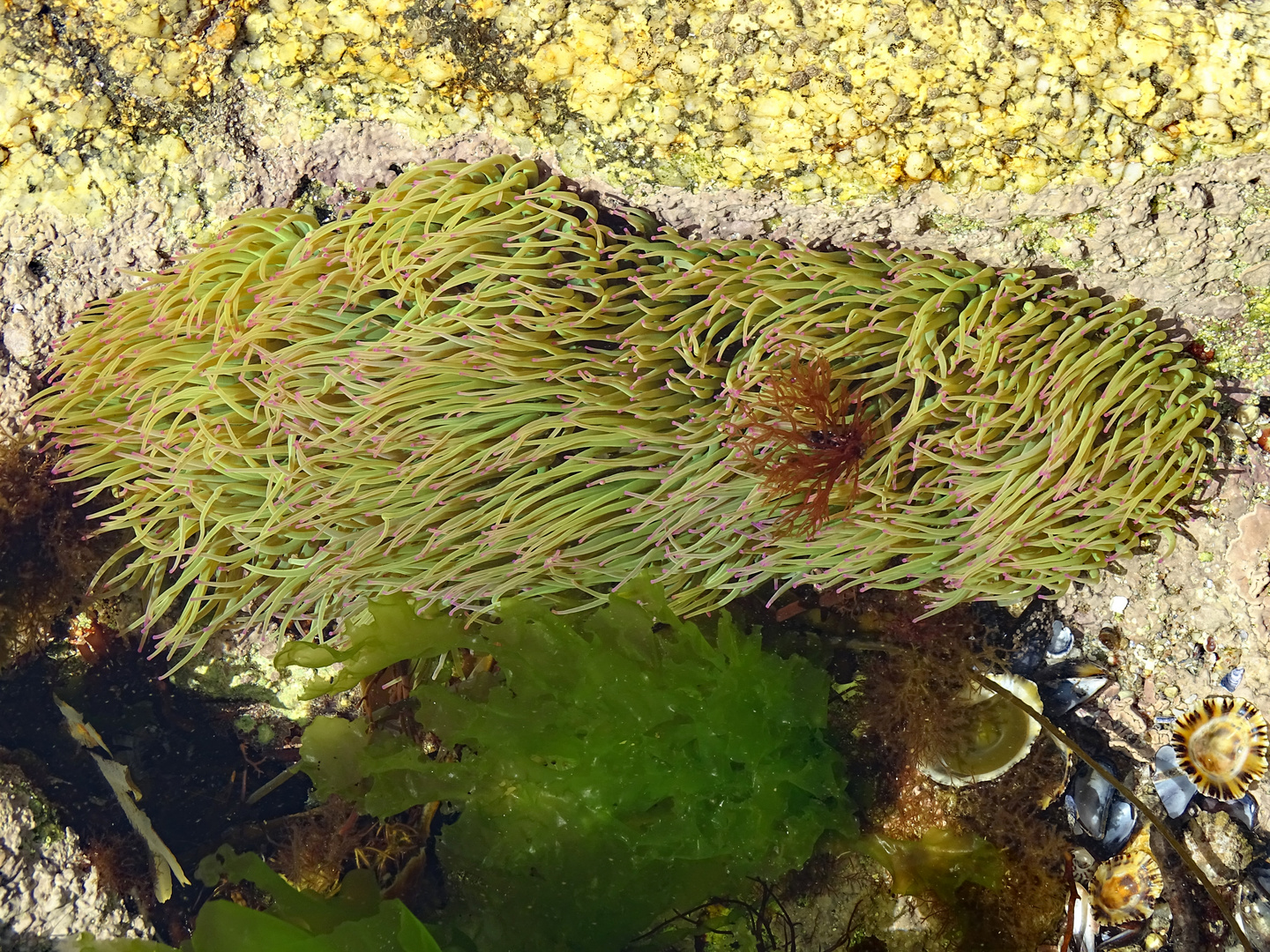 Seeanemone