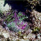 Seeanemone