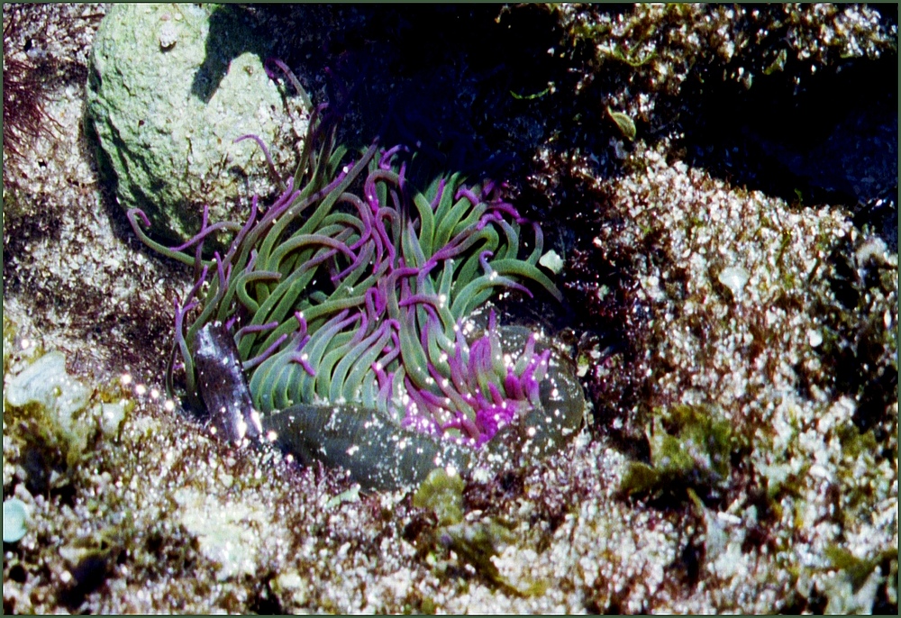 Seeanemone