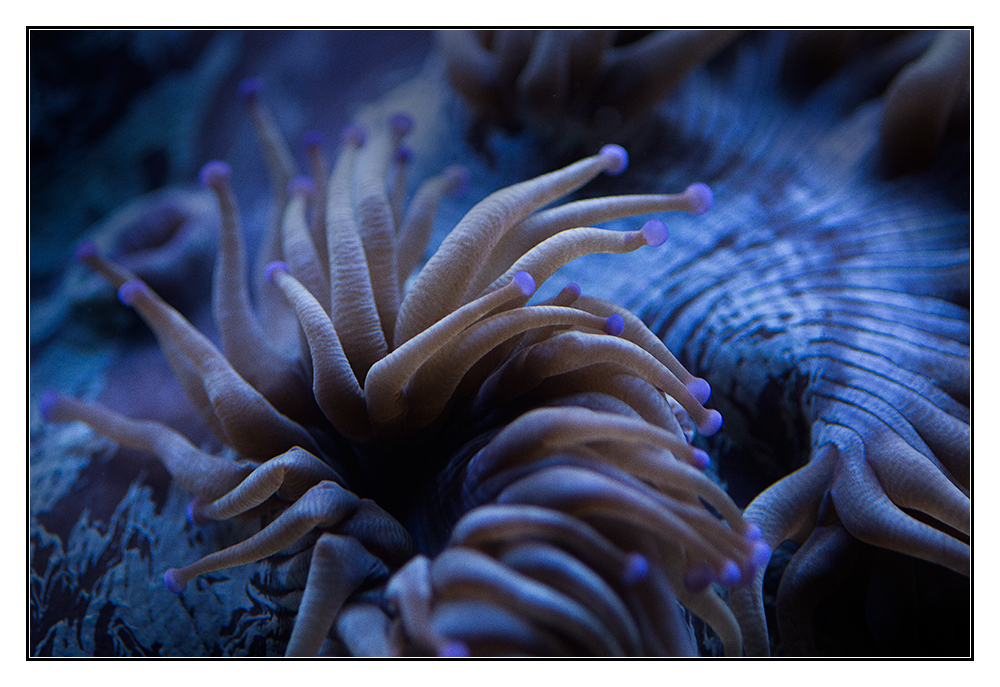 Seeanemone