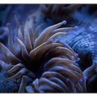 Seeanemone