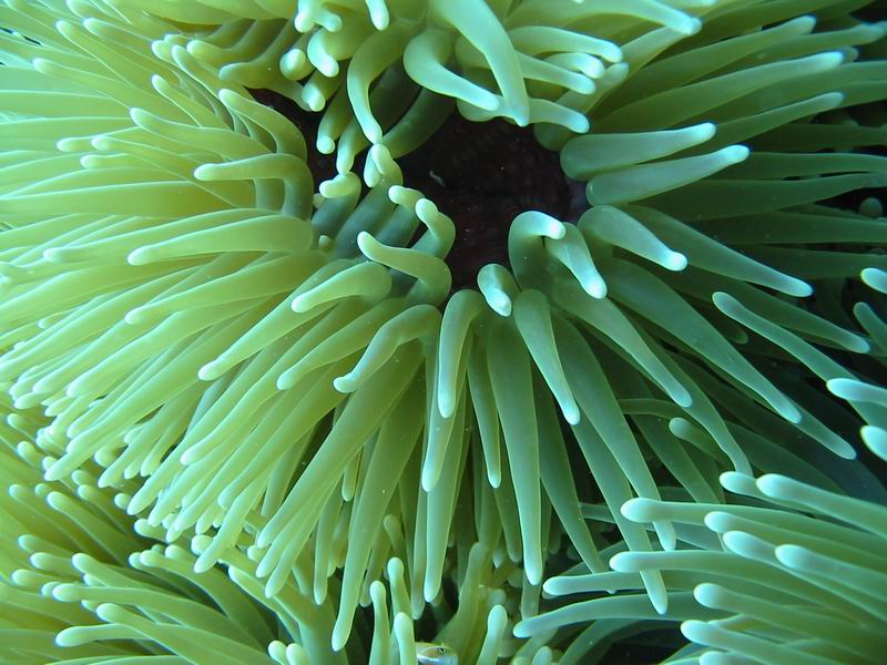 seeanemone