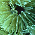 seeanemone