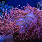 Seeanemone