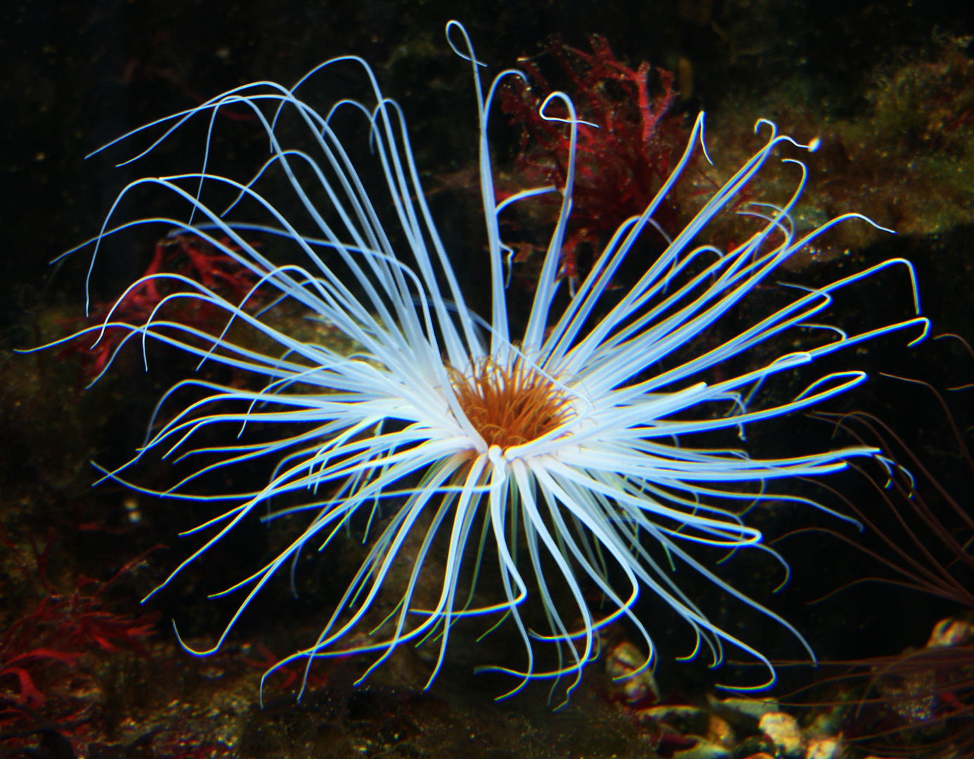 Seeanemone Foto & Bild seeanemone, natur Bilder auf
