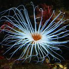 Seeanemone