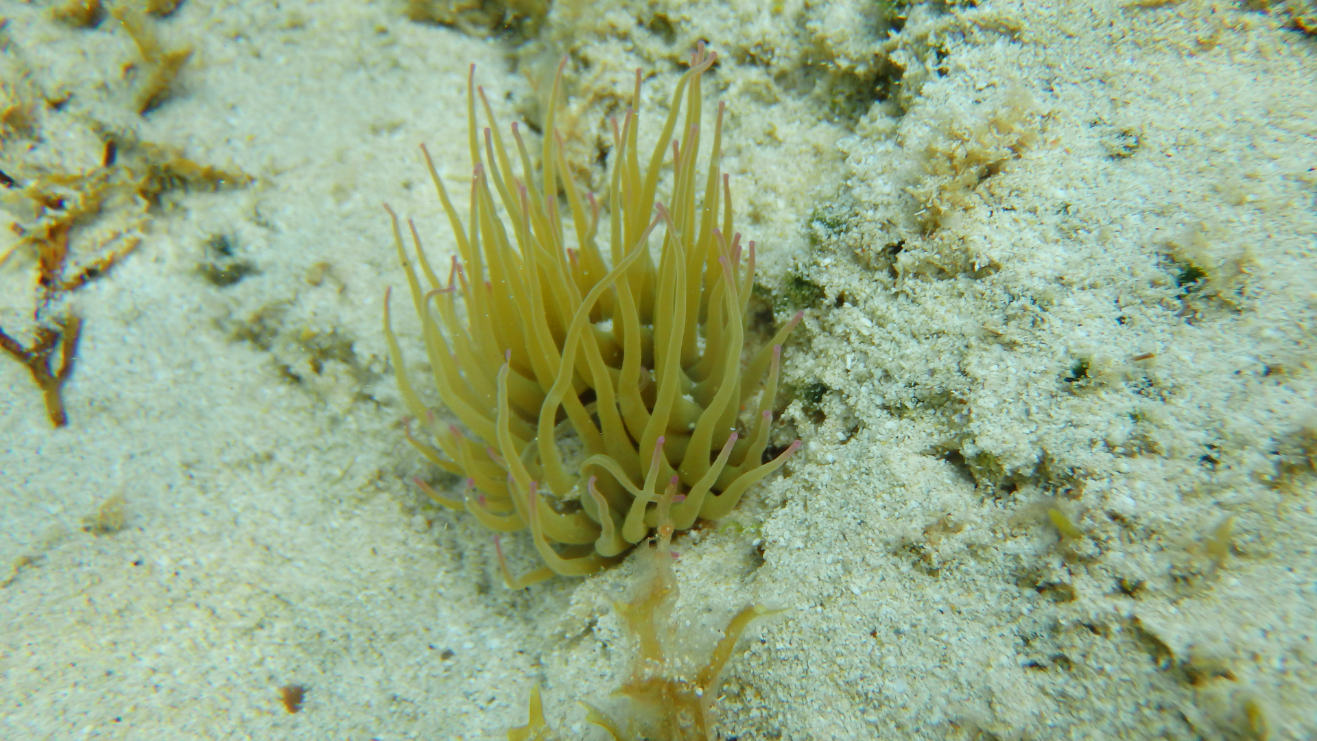 Seeanemone