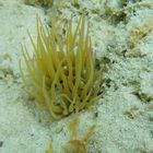 Seeanemone