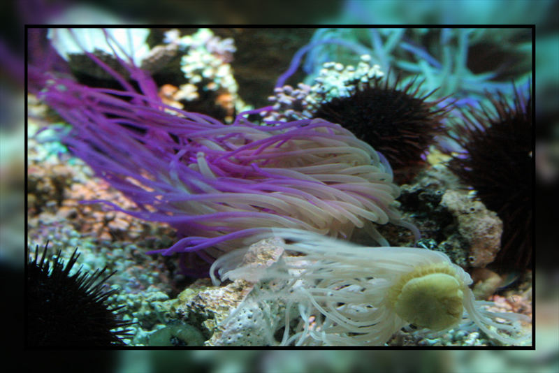 Seeanemone