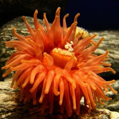 Seeanemone