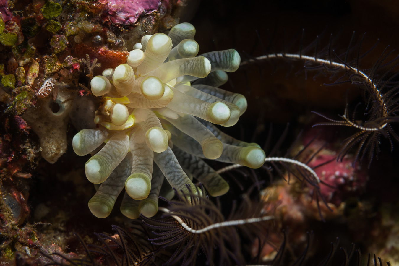 Seeanemone