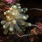 Seeanemone