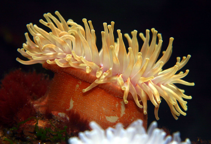 Seeanemone