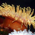 Seeanemone