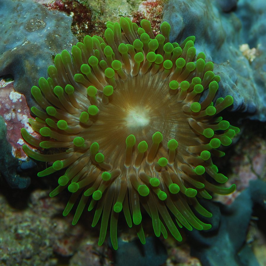 Seeanemone