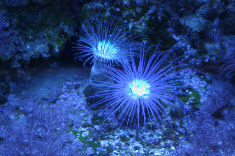 Seeanemone (Actiniaria)