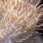 Seeanemone