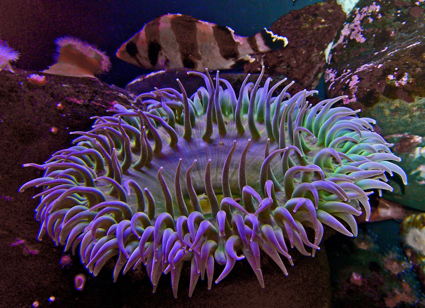 Seeanemone Aquarium San Francisco