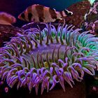 Seeanemone Aquarium San Francisco