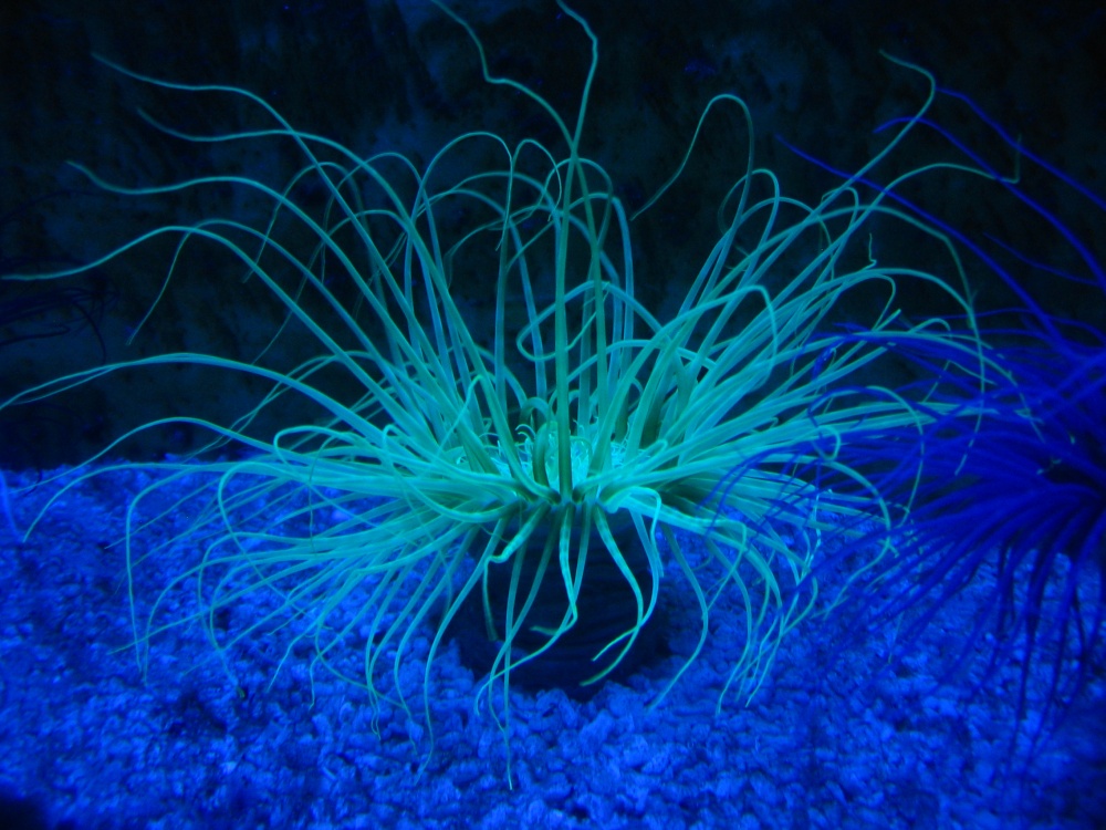 Seeanemone - Aquazoo DUS