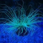 Seeanemone - Aquazoo DUS