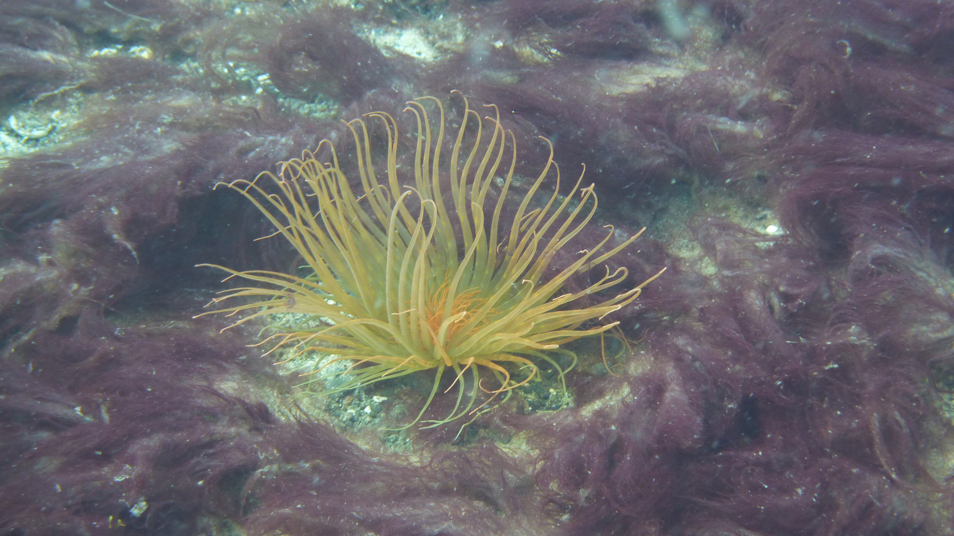 Seeanemone