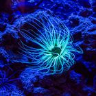 Seeanemone