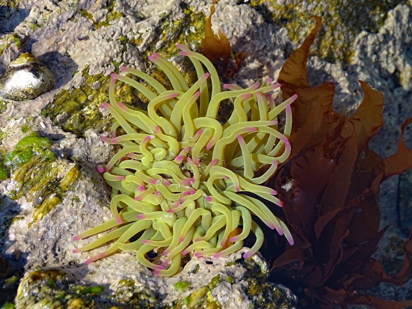 Seeanemone bei Doelan-sur-Mer