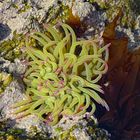 Seeanemone bei Doelan-sur-Mer