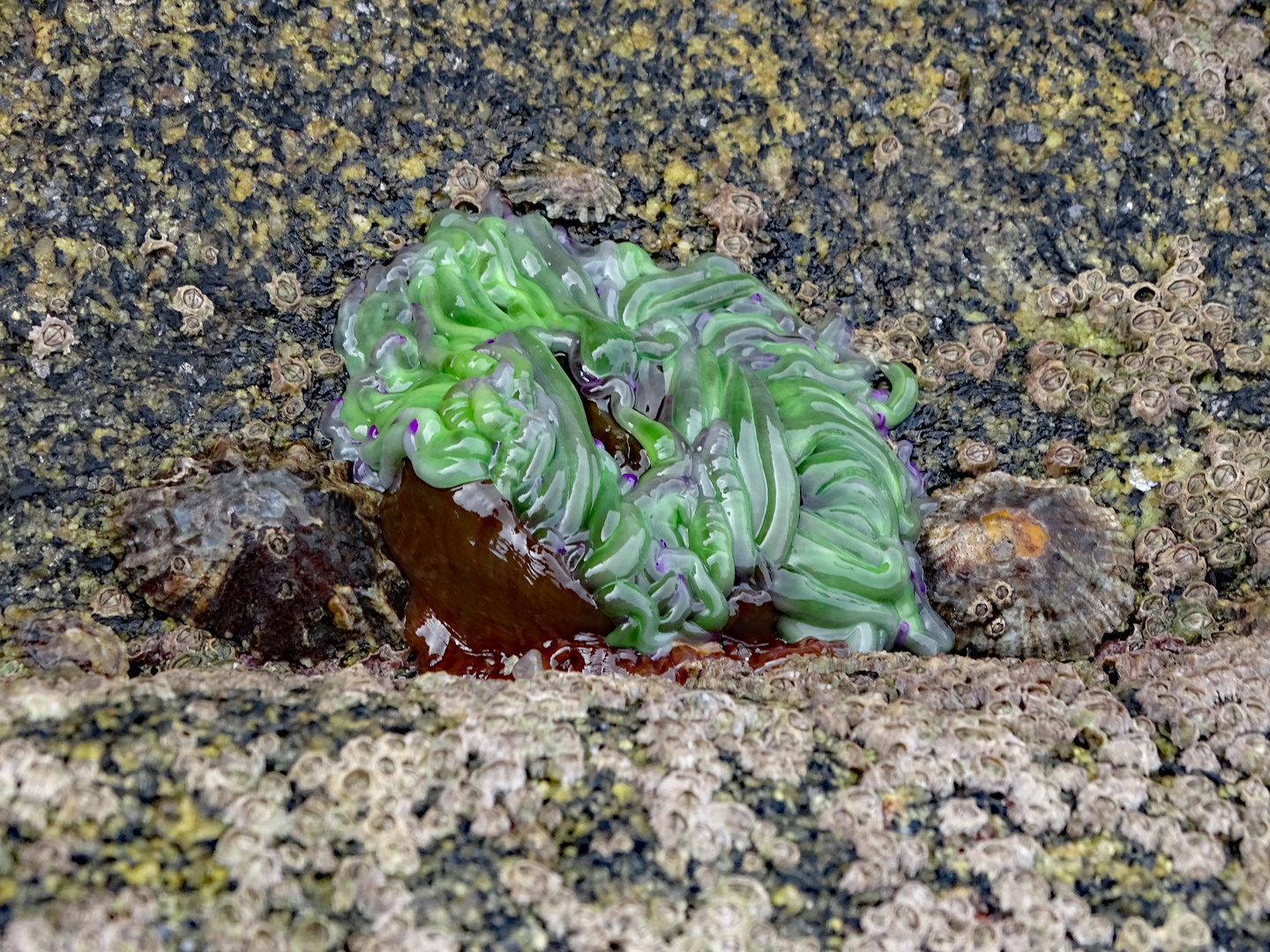 Seeanemone bei Doelan-sur-Mer