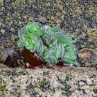 Seeanemone bei Doelan-sur-Mer