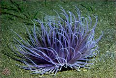 Seeanemone