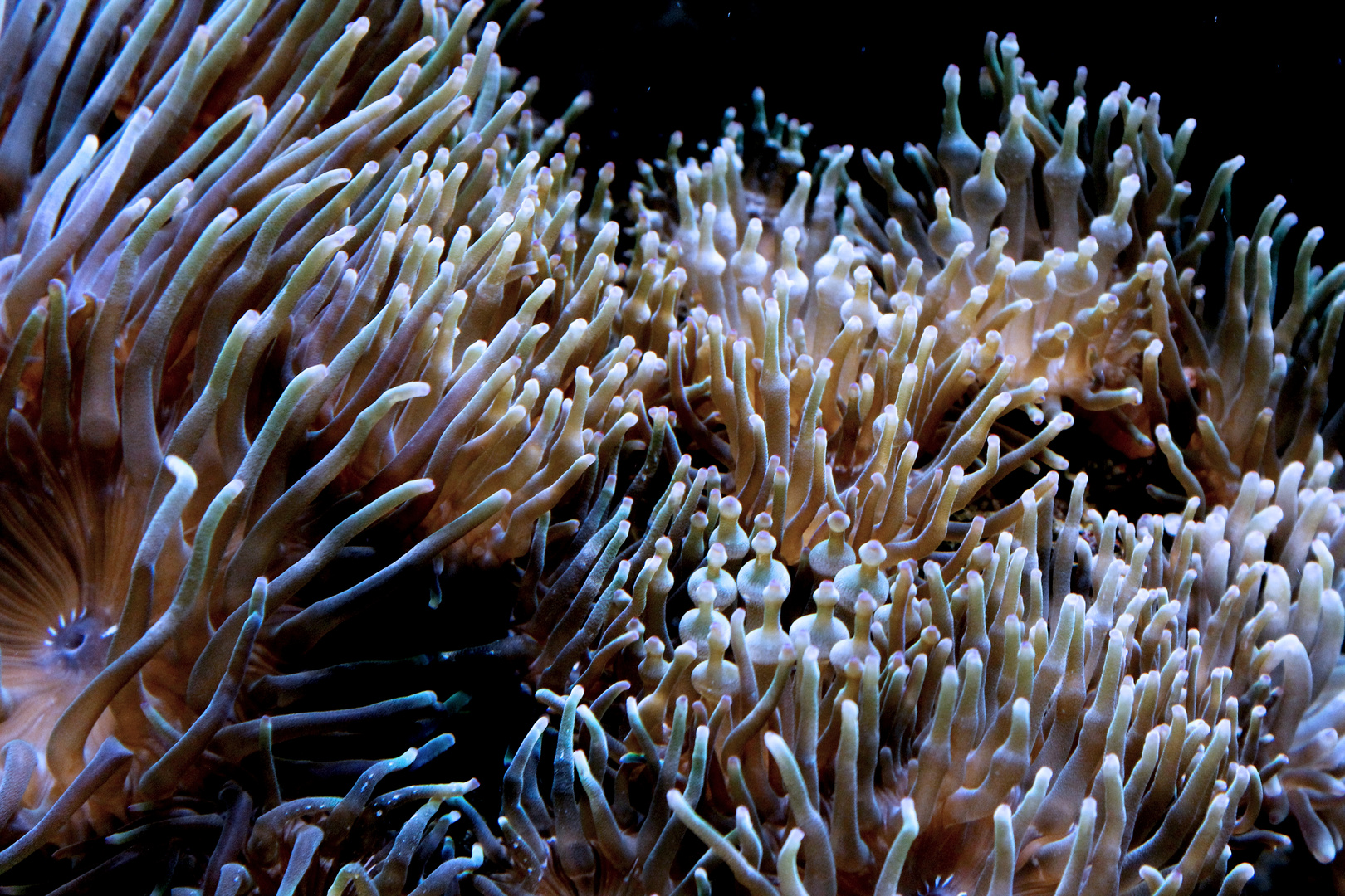 Seeanemone