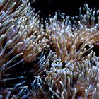 Seeanemone