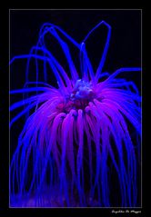 Seeanemone