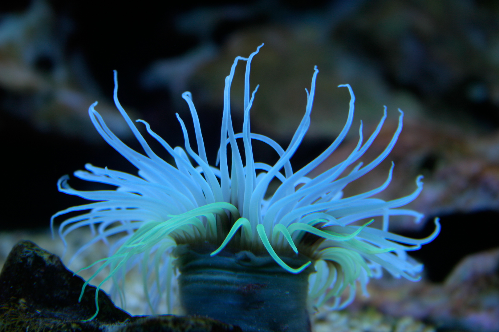 Seeanemone