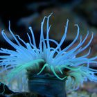 Seeanemone