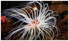 Seeanemone