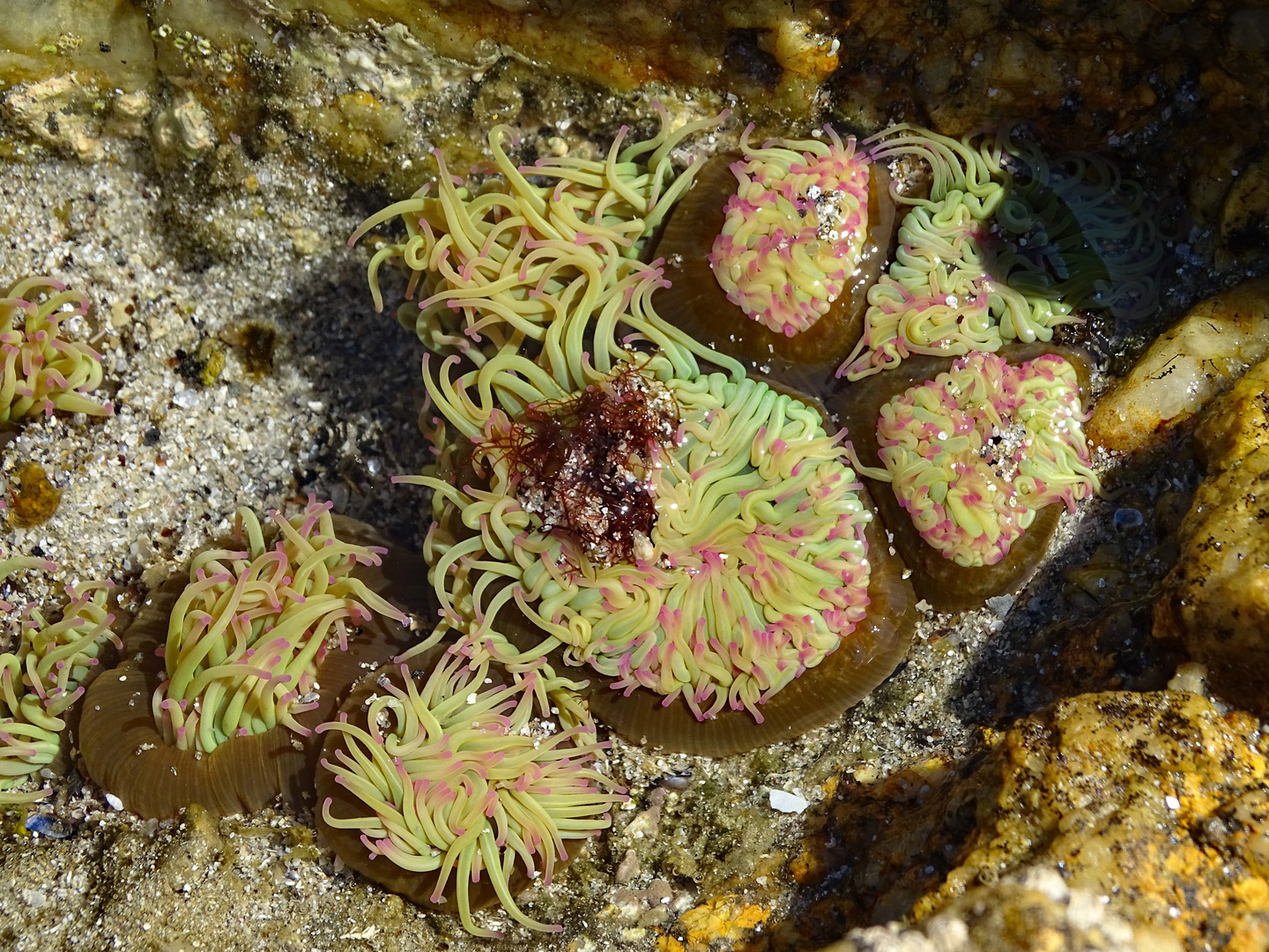 Seeanemone