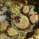 Seeanemone