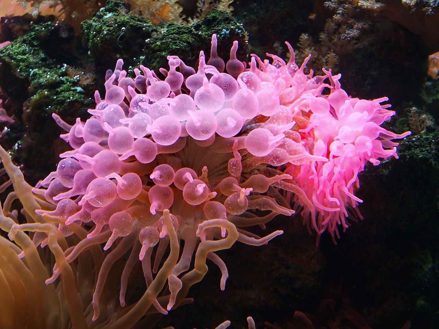 Seeanemone