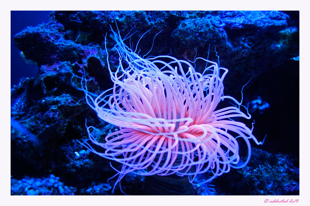 Seeanemone im Aquariuam Palma de Mallorca