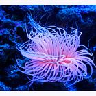 Seeanemone im Aquariuam Palma de Mallorca