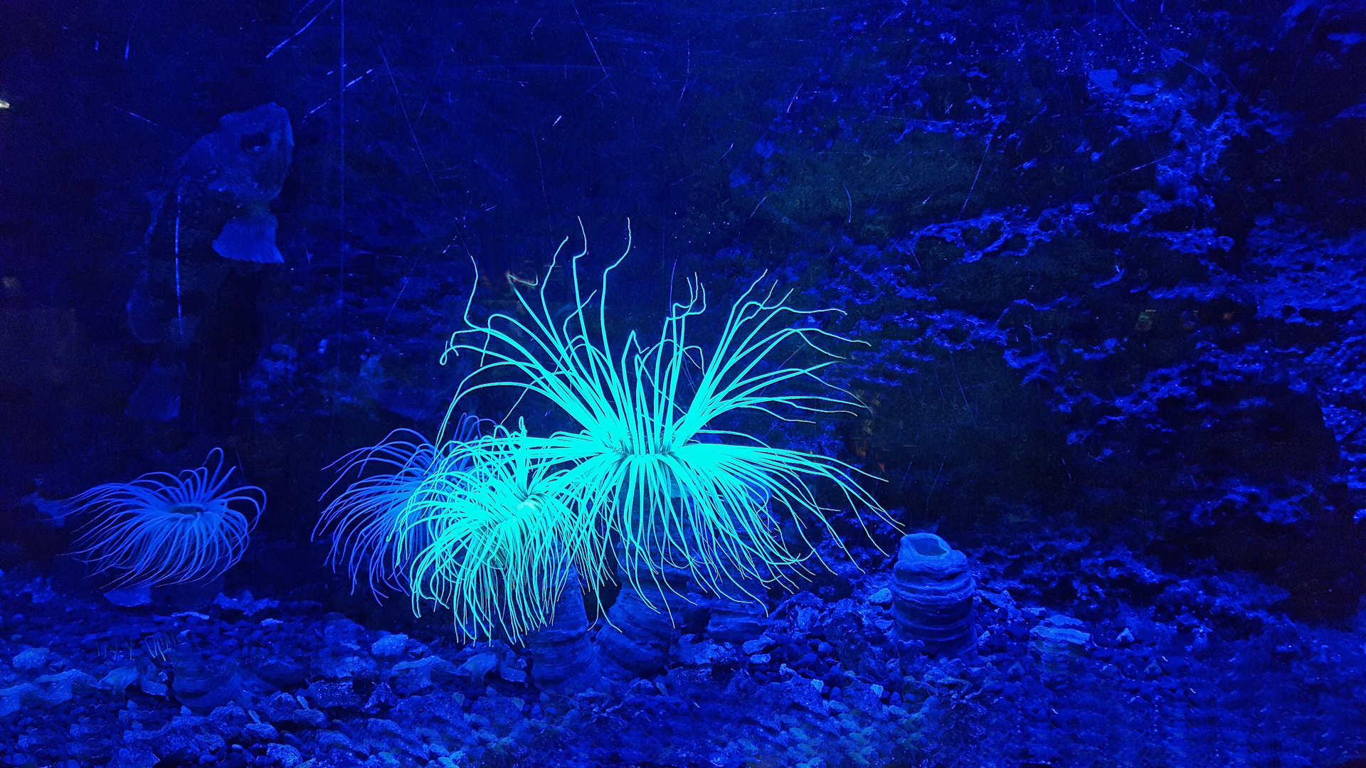 Seeanemone im Aquarium Biarritz