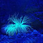 Seeanemone im Aquarium Biarritz